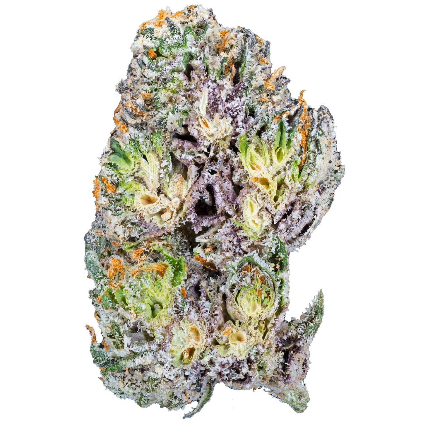 BAY SMOKES - BLUE CHERRY GELATO (INDICA) EXOTIC THCa HEMP FLOWER 3.5GM / BAG