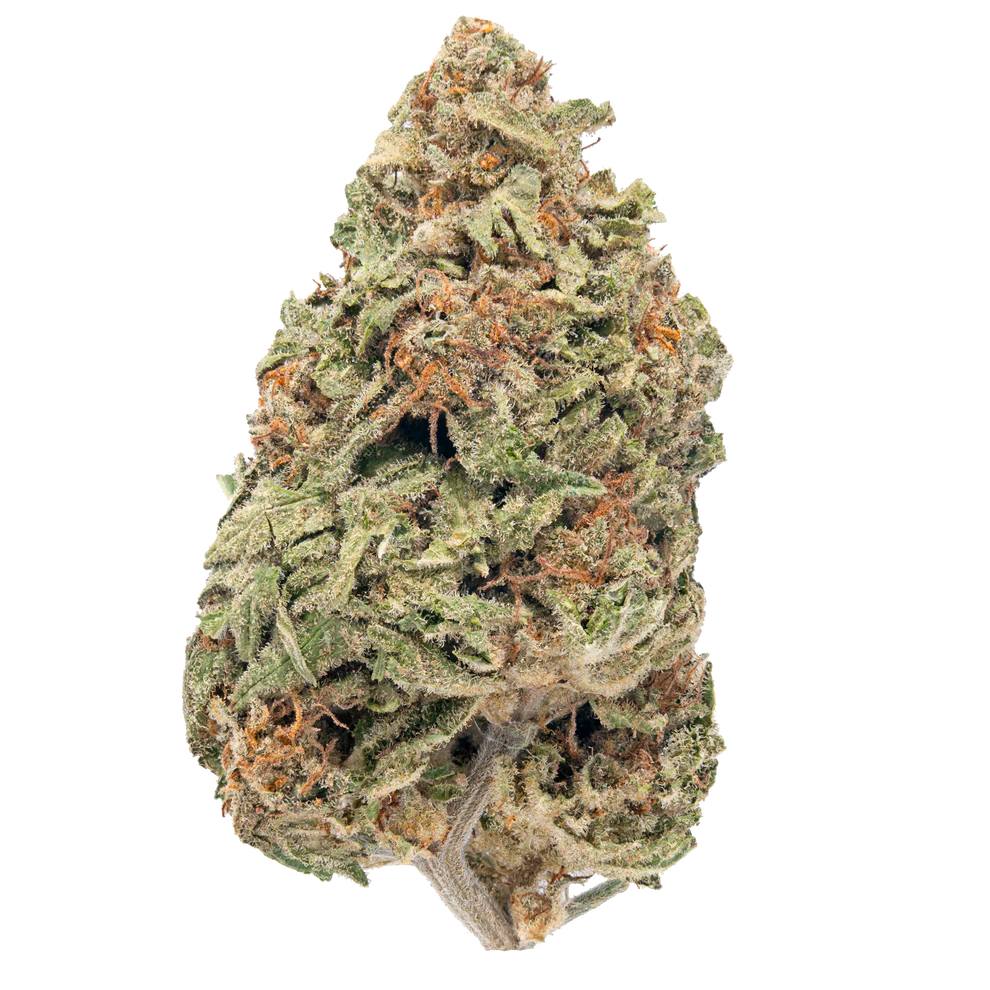 BAY BULK - SUPER SILVER HAZE (SATIVA) HIGH THCa HEMP FLOWER 3.5GM / BAG
