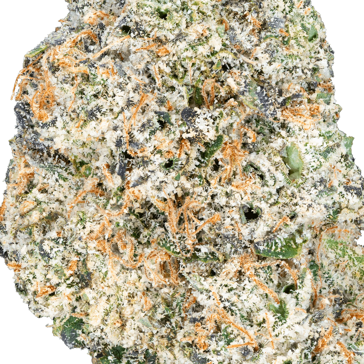 BAY BULK - THAI ICED TEA (INDICA HYBRID) HIGH THCa HEMP FLOWER 3.5GM / JAR