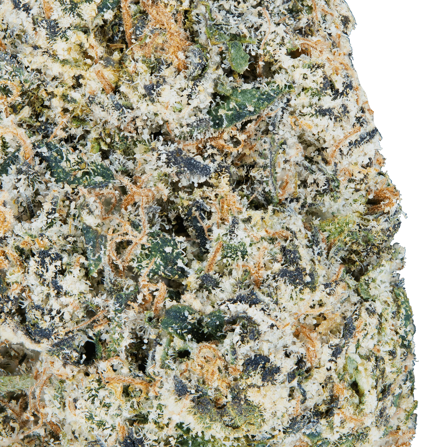 BAY BULK - TRES LECHES (SATIVA) HIGH THCa HEMP FLOWER 3.5GM / JAR