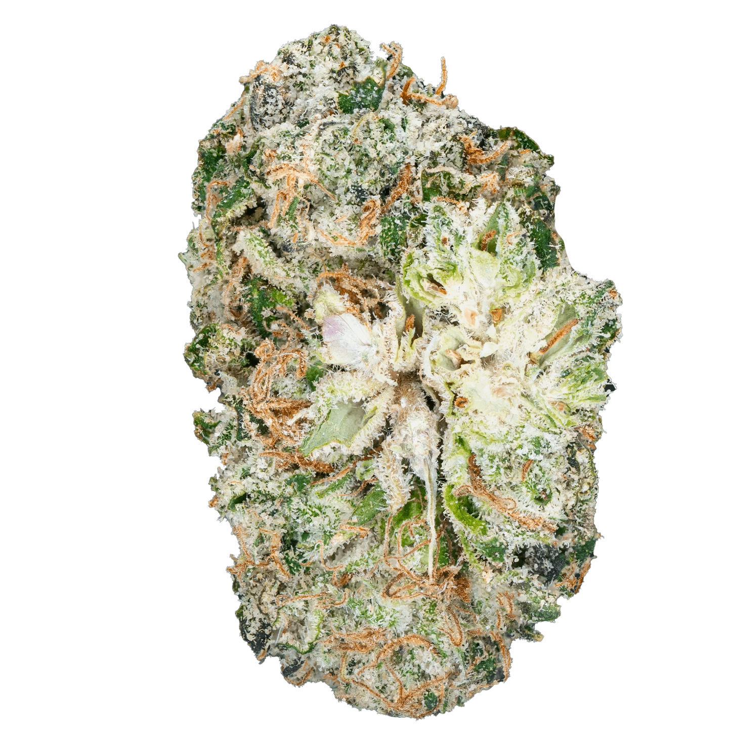 BAY BULK - THAI ICED TEA (INDICA HYBRID) HIGH THCa HEMP FLOWER 3.5GM / JAR