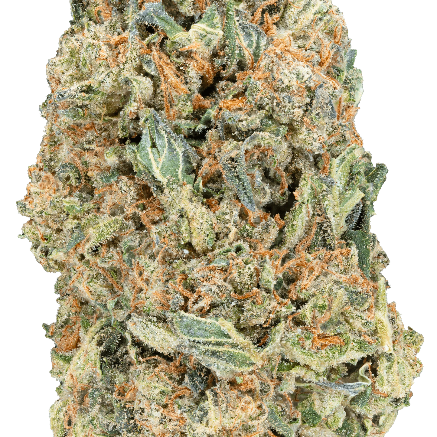 BAY BULK - WHITE TRUFFLE ( EXOTIC INDICA ) HIGH THCa HEMP FLOWER 7GM / BAG