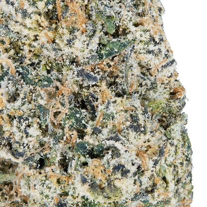 BAY BULK - TRES LECHES (SATIVA) HIGH THCa HEMP FLOWER 3.5GM / JAR